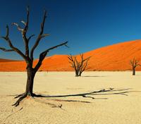 Dead Vlei